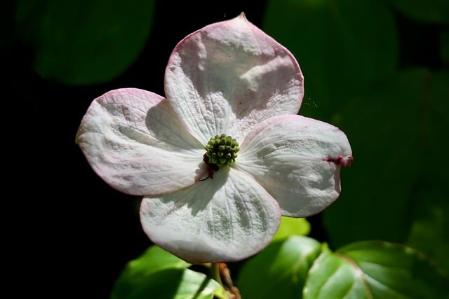 Free download dogwood horn shrub cornus petals free picture to be edited with GIMP free online image editor