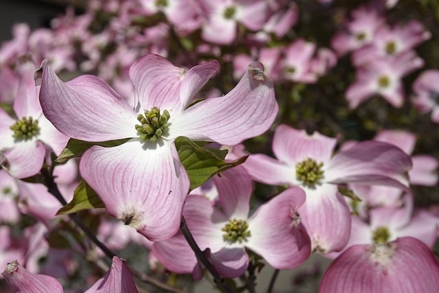 Free download dogwood nature shrub blossom bloom free picture to be edited with GIMP free online image editor