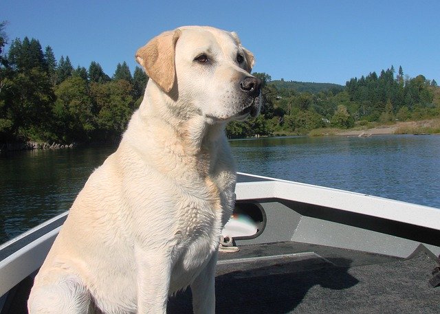 Free download Dog Yellow Lab Labrador Retriever -  free photo or picture to be edited with GIMP online image editor