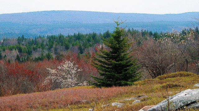 Free download Dolly Sods Mountain View Pine -  free photo or picture to be edited with GIMP online image editor