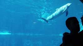 Free download Dolphin Aquarium Blue -  free video to be edited with OpenShot online video editor