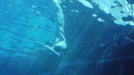 Free download Dolphin Aquarium Zoo -  free video to be edited with OpenShot online video editor
