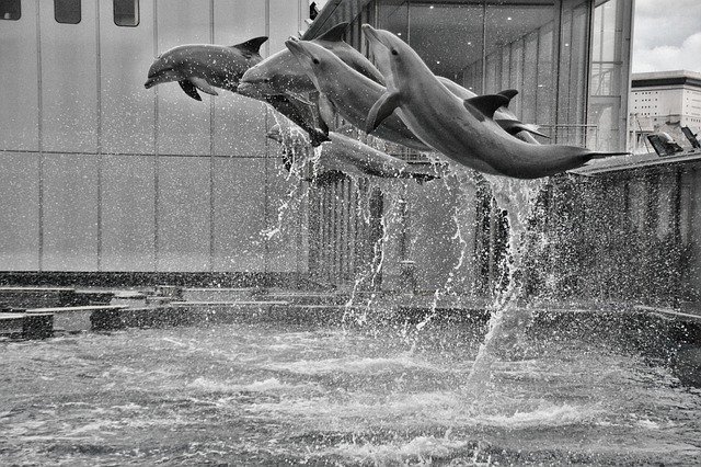 Free download Dolphin Jump Water -  free photo or picture to be edited with GIMP online image editor