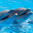 Dolphin performing  screen for extension Chrome web store in OffiDocs Chromium