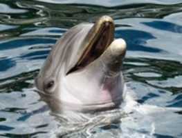 Free download Dolphin Pictures free photo or picture to be edited with GIMP online image editor