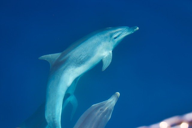 Descarga gratuita Dolphins Croatia Sea - foto o imagen gratuita para editar con el editor de imágenes en línea GIMP