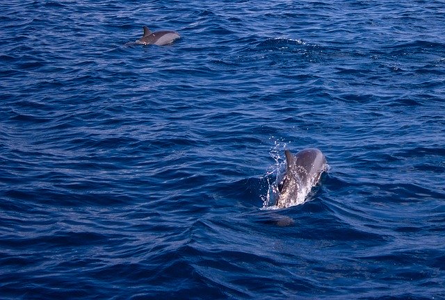 הורדה חינם של Dolphin Sea Water - תמונה או תמונה בחינם לעריכה עם עורך התמונות המקוון GIMP