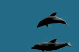 Free download dolphins free photo or picture to be edited with GIMP online image editor