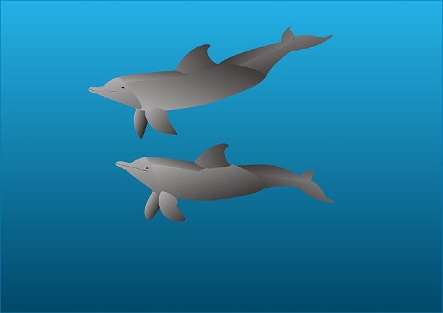 Free graphic Dolphins Marine Mammals Dolphin -  to be edited by GIMP free image editor by OffiDocs