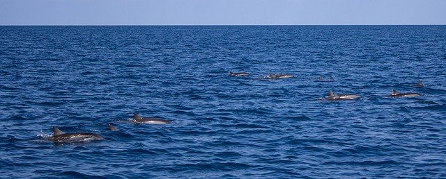 Free download Dolphins Sea Marine -  free photo or picture to be edited with GIMP online image editor