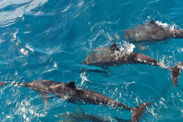Descarga gratuita Dolphins Summer Fernando De - foto o imagen gratis para editar con el editor de imágenes en línea GIMP