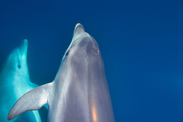 Unduh gratis Dolphins Underwater Water - foto atau gambar gratis untuk diedit dengan editor gambar online GIMP