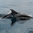 DOLPHIN THEME  screen for extension Chrome web store in OffiDocs Chromium