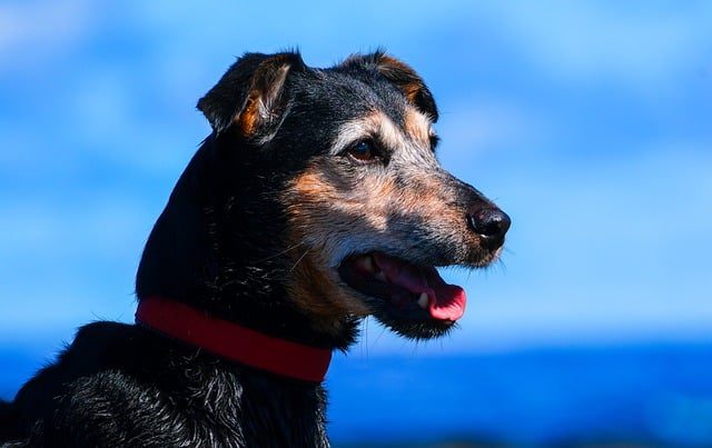 Free download domestic animal dog animal walkie free picture to be edited with GIMP free online image editor