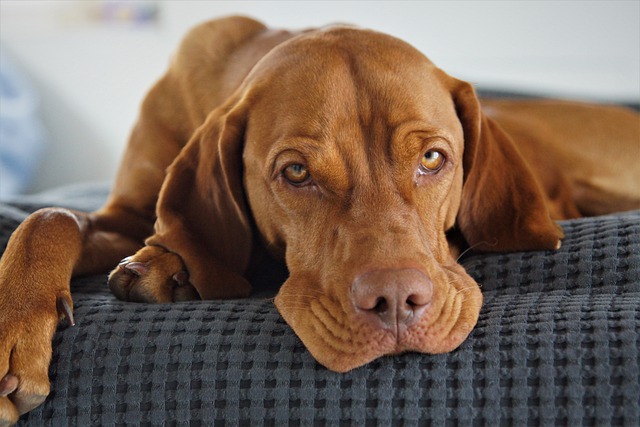 Descărcați gratuit câinele de animale domestice vizsla poza gratuită pentru a fi editată cu editorul de imagini online gratuit GIMP