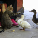 Domestic animals  screen for extension Chrome web store in OffiDocs Chromium