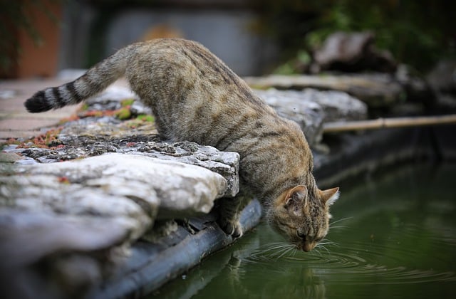 הורדה חינם של חתול ביתי חתול יונק בעל חיים תמונה בחינם לעריכה עם עורך תמונות מקוון בחינם של GIMP