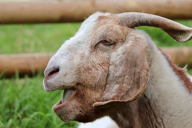 Free download domestic goat capra mammal free picture to be edited with GIMP free online image editor