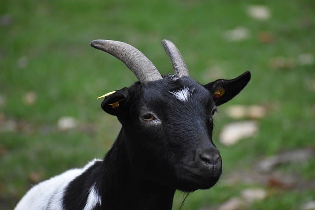 Free download domestic goat domestic animal free picture to be edited with GIMP free online image editor