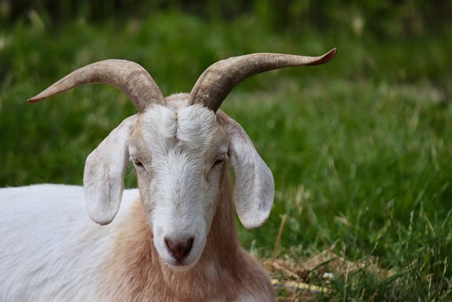 Free download domestic goat goat horned horns free picture to be edited with GIMP free online image editor
