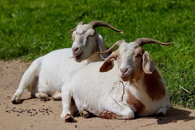 Free download domestic goats goats mammals horned free picture to be edited with GIMP free online image editor