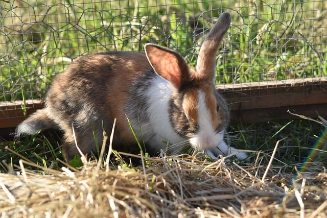 Téléchargement gratuit d'une image gratuite de lapin d'agriculteur de lapin domestique à modifier avec l'éditeur d'images en ligne gratuit GIMP