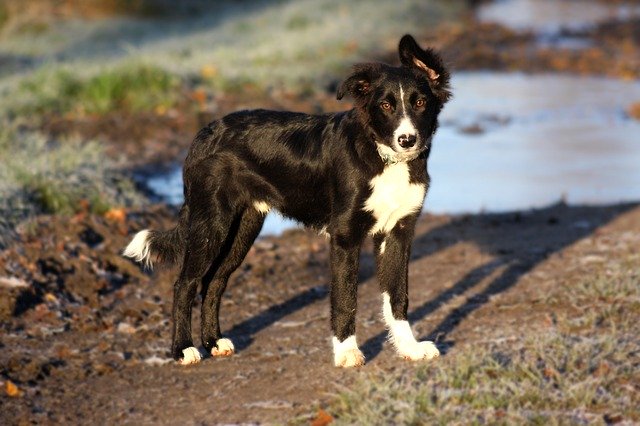 Template Photo Domino Dog Border Collie -  for OffiDocs