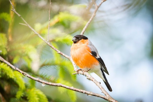 Free download dompap ornithology bird spring free picture to be edited with GIMP free online image editor