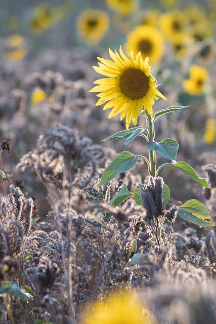 Free download donations keeps me going sunflower free picture to be edited with GIMP free online image editor