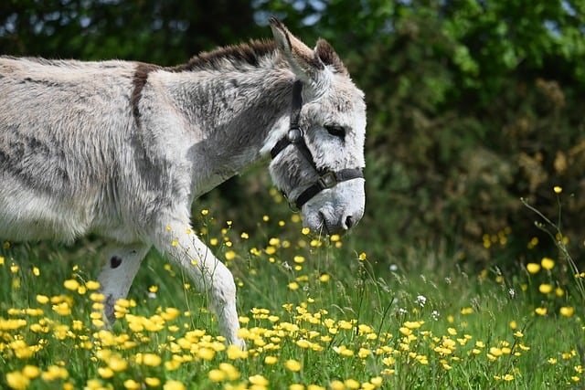 Free download donkey ane yaya nature animal free picture to be edited with GIMP free online image editor