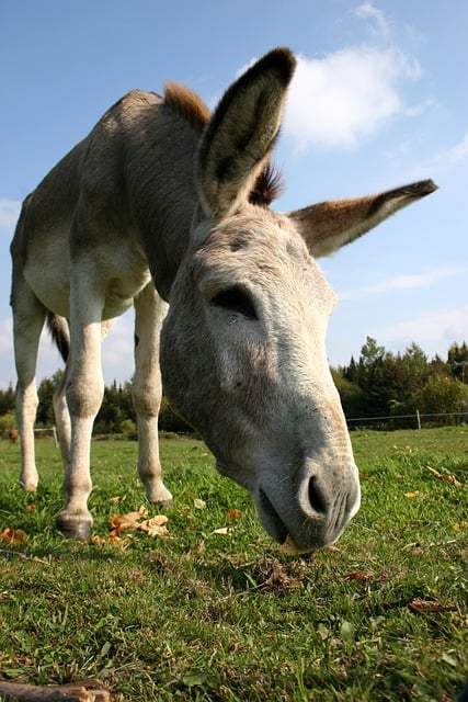 Free download donkey animal farm nature equine free picture to be edited with GIMP free online image editor