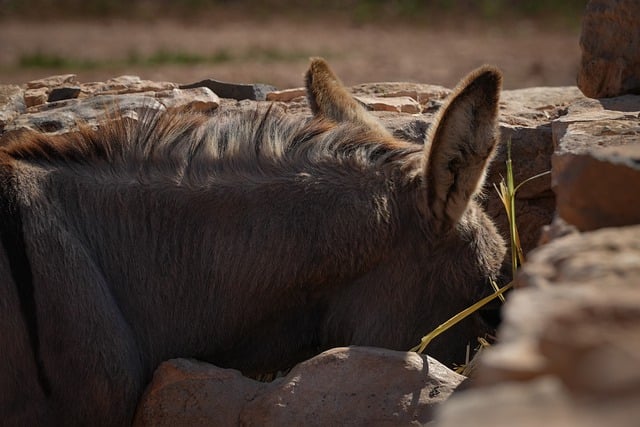 Free download donkey animal farm yard wolf down free picture to be edited with GIMP free online image editor