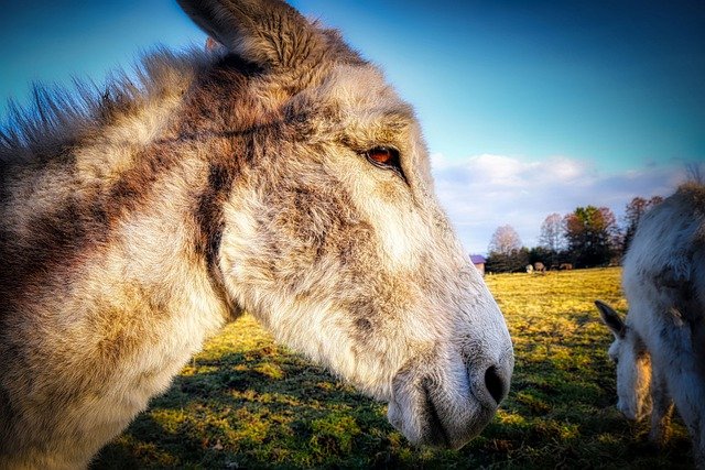 Free download donkey animal head mammal fur free picture to be edited with GIMP free online image editor