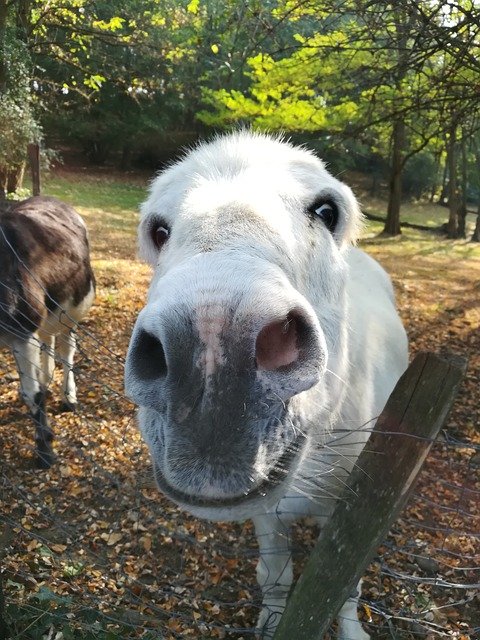 Descărcare gratuită Donkey Animals Head - fotografie sau imagine gratuită pentru a fi editată cu editorul de imagini online GIMP