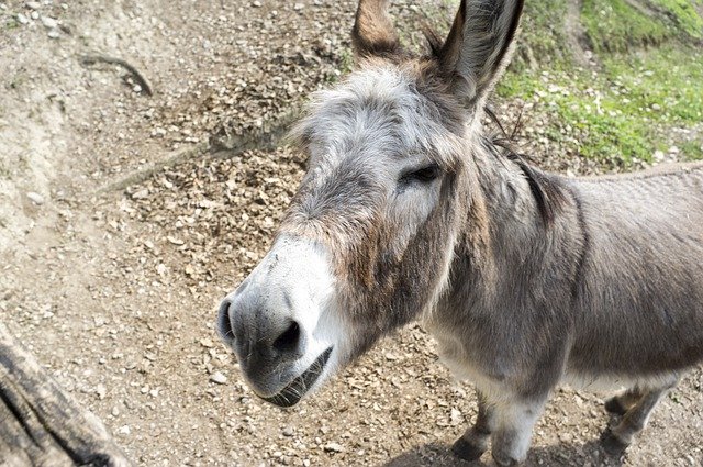 Free picture Donkey Animal Smile -  to be edited by GIMP free image editor by OffiDocs
