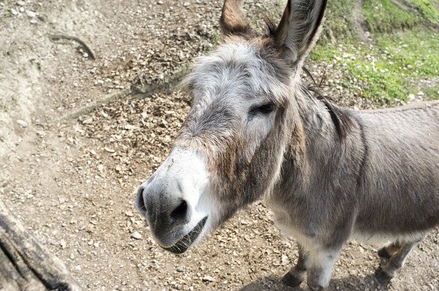 Unduh gratis Donkey Animal Smile - foto atau gambar gratis untuk diedit dengan editor gambar online GIMP