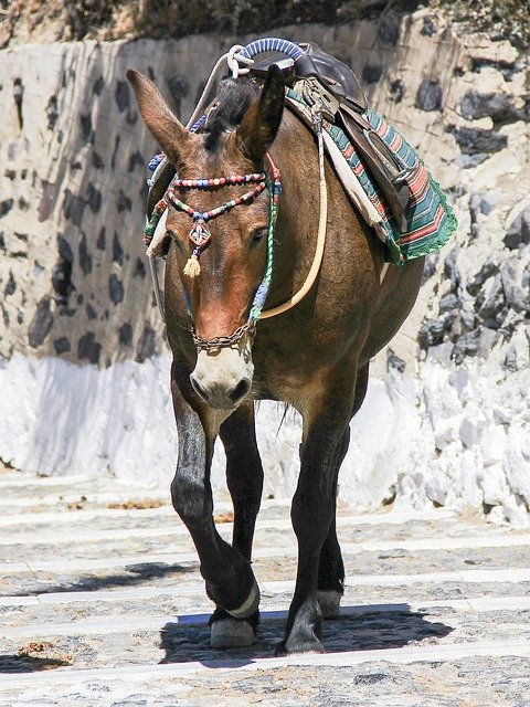تنزيل Donkey Animal Walking - صورة مجانية أو صورة مجانية ليتم تحريرها باستخدام محرر الصور عبر الإنترنت GIMP