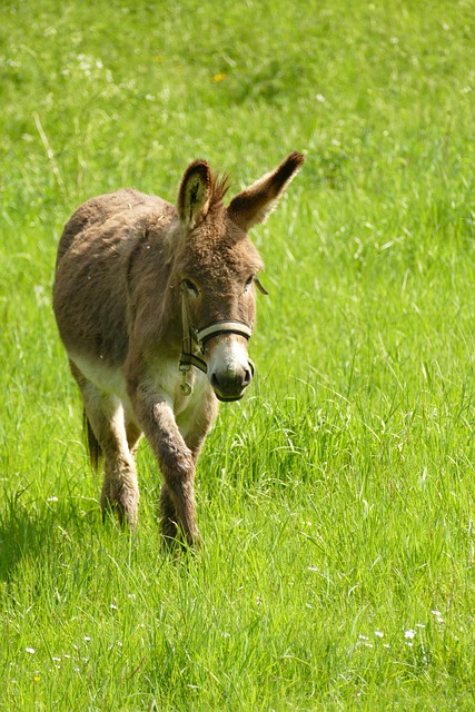 Free download donkey ass equus africanus asinus free picture to be edited with GIMP free online image editor