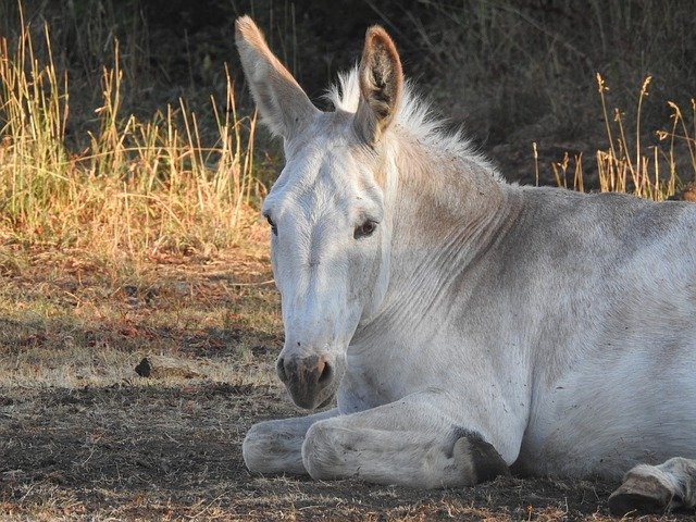 Free download Donkey Ass White -  free photo or picture to be edited with GIMP online image editor