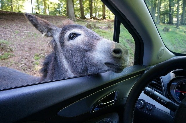 Free download Donkey Auto Zoo -  free photo or picture to be edited with GIMP online image editor