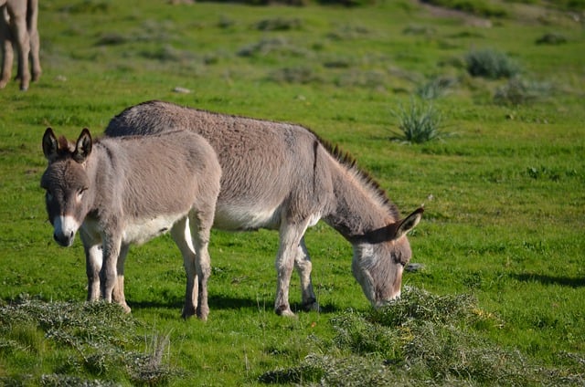 Free download donkey baby cute family green free picture to be edited with GIMP free online image editor