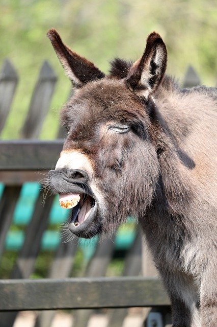 Gratis download Donkey Dwarf Beast Of - gratis foto of afbeelding om te bewerken met GIMP online afbeeldingseditor