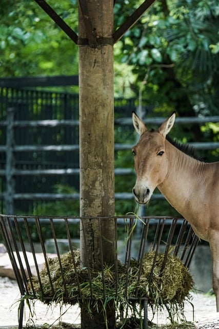 Free download donkey equine animal free picture to be edited with GIMP free online image editor