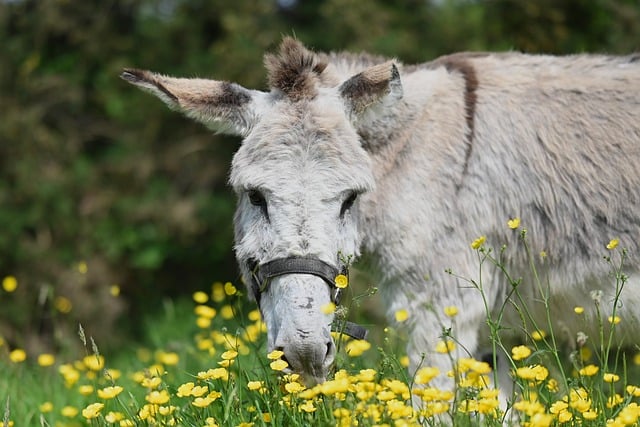 Free download donkey equine flowers prairie free picture to be edited with GIMP free online image editor