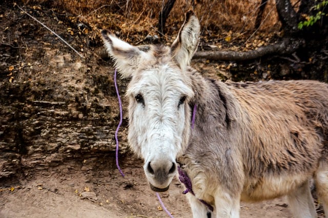 Unduh gratis gambar gratis alam hewan mamalia peternakan keledai untuk diedit dengan editor gambar online gratis GIMP