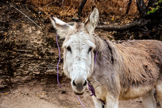 Free download donkey farm mammal animal nature free picture to be edited with GIMP free online image editor