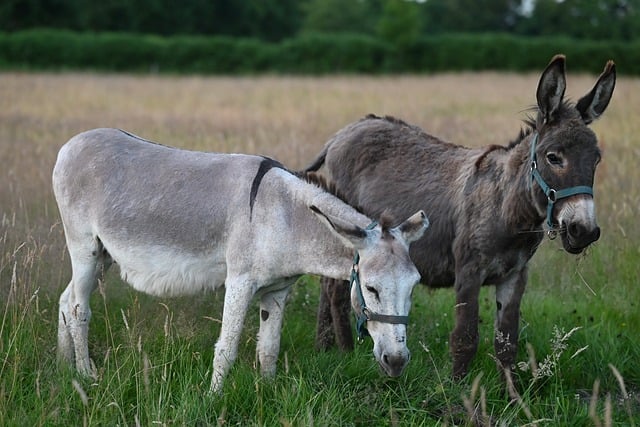 Free download donkey field grass nature animal free picture to be edited with GIMP free online image editor