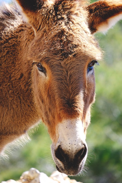 Free download donkey head serra de tramuntana free picture to be edited with GIMP free online image editor