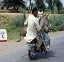 Free download Donkey King Returning To Mianwali free photo or picture to be edited with GIMP online image editor