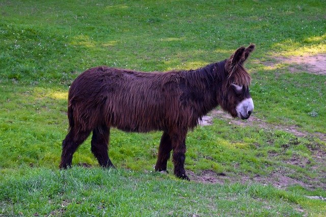 Descărcare gratuită Donkey Long Hair Shaggy - fotografie sau imagini gratuite pentru a fi editate cu editorul de imagini online GIMP